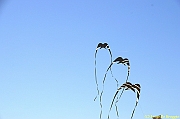 32 FESTIVAL CERVIA 2012 - 024